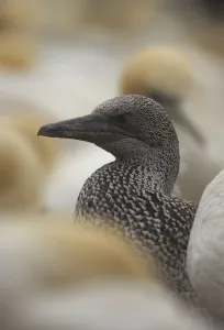 Northern gannet (Morus bassanus) fledgling, Bass Rock, Firth of Forth, Scotland Northern gannet (Morus bassanus) fledgling, Bass Rock, Firth of Forth, Scotland