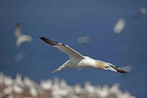 Images Dated 1st August 2013: Northern gannet (Morus bassanus) in flight over colony, Quebec, Canada, August