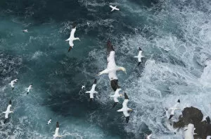 Windy Collection: Northern gannets (Morus bassanus) in flight in Force 8 gales above raging seas. Shetland Islands