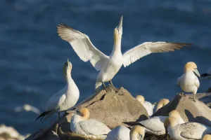 Northern gannets (Morus bassanus) performing sky-pointing display with outspread wings Northern gannets (Morus bassanus) performing sky-pointing display with outspread wings