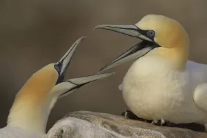 Northern gannets (Morus bassanus) fighting, Saltee Islands, Ireland, May 2008 Northern gannets (Morus bassanus) fighting, Saltee Islands, Ireland, May 2008