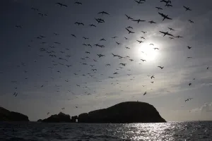 Northern gannets (Morus bassanus) in flight, The Flannans, Outer Hebrides, Scotland Northern gannets (Morus bassanus) in flight, The Flannans, Outer Hebrides, Scotland