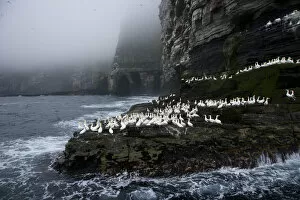 Northern gannets {Morus bassanus} on promontary, Noss Island, Bressay, Shetland Islands