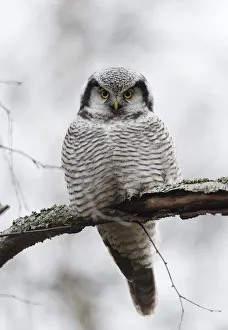 Northern hawk-owl (Surnia ulula) Jyvaskya, Keski-Suomi, Lansi- ja Sisa-Suomi / Central Northern hawk-owl (Surnia ulula) Jyvaskya, Keski-Suomi, Lansi- ja Sisa-Suomi / Central