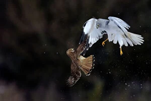 Aggression Gallery: Northern / Hen Harrier (Circus cyaneus) and Kestrel (Falco tinnunculus) below, fighting in flight