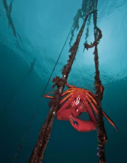 Northern kelp crab (Pugettia producta) large adult male is clinging to strands of bull Northern kelp crab (Pugettia producta) large adult male is clinging to strands of bull