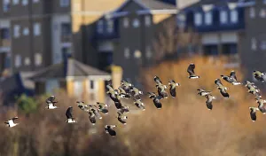 Northern lapwing (Vanellus vanellus) flock flying past houses of west London. London, UK Northern lapwing (Vanellus vanellus) flock flying past houses of west London. London, UK