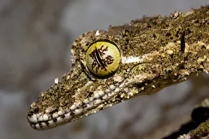 Northern leaf tailed gecko (Phyllurus cornutus) portrait Northern leaf tailed gecko (Phyllurus cornutus) portrait