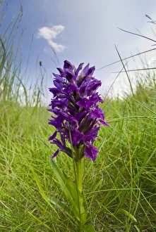 Northern marsh orchid (Dactylorhiza purpurella) at Teesmouth National Nature Reserve Northern marsh orchid (Dactylorhiza purpurella) at Teesmouth National Nature Reserve