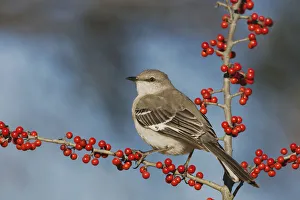 Northern Mockingbird (Mimus polyglottos) adult perched on Possum Haw Holly (Ilex decidua Northern Mockingbird (Mimus polyglottos) adult perched on Possum Haw Holly (Ilex decidua