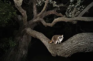 Northern raccoon (Procyon lotor) young at night climbing live Oak tree (Quercus virginiana) Dinero Northern raccoon (Procyon lotor) young at night climbing live Oak tree (Quercus virginiana) Dinero