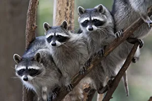 Northern raccoon (Procyon lotor), group standing on branch, captive Northern raccoon (Procyon lotor), group standing on branch, captive