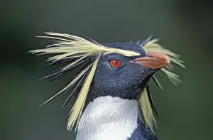 Eudyptes Gallery: Northern rockhopper penguin (Eudyptes moseleyi) portrait, Gough Island, Gough