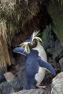 Northern Rockhopper Penguin (Eudyptes moseleyi) Gough and Inaccessible Islands UNESCO Northern Rockhopper Penguin (Eudyptes moseleyi) Gough and Inaccessible Islands UNESCO
