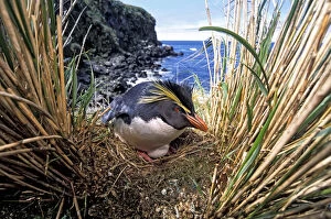 Eudyptes Gallery: Northern Rockhopper Penguin (Eudyptes moseleyi) on nest, Gough Island, Gough