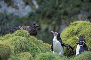 Northern Rockhopper Penguin (Eudyptes moseleyi) with Brown skua (Stercorarius antarcticus) Northern Rockhopper Penguin (Eudyptes moseleyi) with Brown skua (Stercorarius antarcticus)