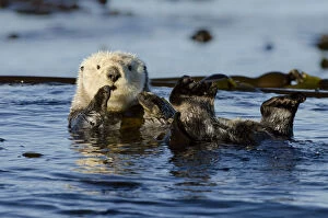Images Dated 3rd August 2012: Northern sea otter (Enhydra lutris kenyoni) floating amongst bull kelp, Vancouver Island