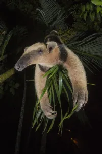 Northern tamandua (Tamandua mexicana) Nicoya Peninsula, Costa Rica Northern tamandua (Tamandua mexicana) Nicoya Peninsula, Costa Rica