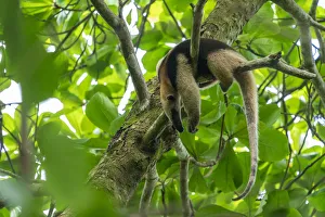 Northern tamandua (Tamandua mexicana) sleeping in a tree Corcovado National Park Northern tamandua (Tamandua mexicana) sleeping in a tree Corcovado National Park