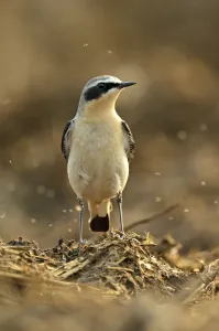 Northern wheatear (Oenanthe oenanthe) adult male in spring plumage feeding on dung Northern wheatear (Oenanthe oenanthe) adult male in spring plumage feeding on dung