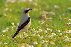 Chats And Flycatchers Gallery: Northern Wheatear Collection
