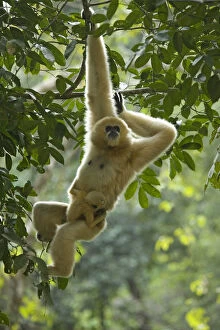Hominoidea Gallery: Northern white cheeked gibbon (Nomascus leucogenys) female hanging from tree with