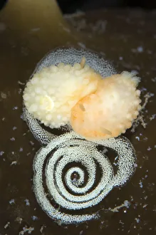 Nudibranch (Adalaria proxima) egg laying, Moere coastline, Norway, February 2009 Nudibranch (Adalaria proxima) egg laying, Moere coastline, Norway, February 2009