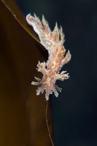Nudibranch (Dendronotus frondosus) on a Kelp leaf, Moere coastline, Norway, February 2009 Nudibranch (Dendronotus frondosus) on a Kelp leaf, Moere coastline, Norway, February 2009