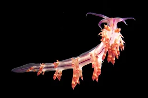 Nudibranch {Flabellina rubrolineata} Lembeh Strait, Indonesia Nudibranch {Flabellina rubrolineata} Lembeh Strait, Indonesia