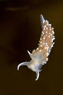 Images Dated 6th October 2008: Nudibranch (Flabellina verrucosa) on seaweed, Saltstraumen, Bod, Norway, October 2008