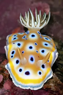 January 2023 Highlights Gallery: Nudibranch (Goniobranchus geminus) on a coral reef, dorsal view, portrait, Similan Islands