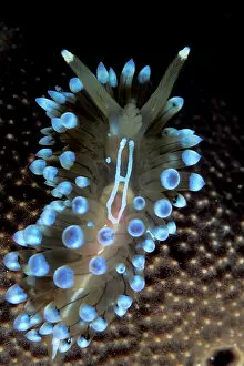 Sea Slug Gallery: Nudibranch (Janolus cristatus) Vela Luka, Korcula Island, Croatia, Adriatic Sea