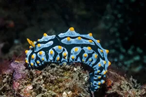 Indo Pacific Gallery: Nudibranch (Phyllidia marindica), Lembeh Strait, North Sulawesi, Indonesia. December