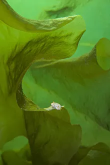 Nudibranch (Polycera quadrilineata) on kelp fronds Nudibranch (Polycera quadrilineata) on kelp fronds