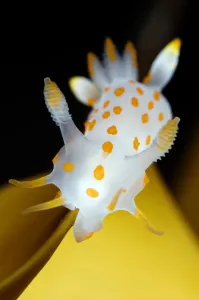 Nudibranch (Polycera quadrilineata) on Kelp leaf, Moere coastline, Norway, February 2009 Nudibranch (Polycera quadrilineata) on Kelp leaf, Moere coastline, Norway, February 2009