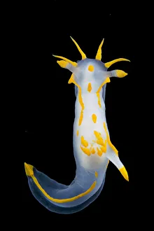 2009 highlights/nudibranch polycera quadrilineata lembeh strait 2009 highlights/nudibranch polycera quadrilineata lembeh strait