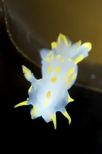 Nudibranch (Polycera quadrilineata) Lofoten, Norway, November 2008 Nudibranch (Polycera quadrilineata) Lofoten, Norway, November 2008
