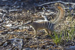 Numbat (Myrmecobius fasciatus) Wheatbelt Region, Western Australia Numbat (Myrmecobius fasciatus) Wheatbelt Region, Western Australia