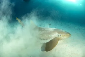 Nurse shark (Ginglymostoma cirratum) throwing up sand as it hunts in the sandy seabed Nurse shark (Ginglymostoma cirratum) throwing up sand as it hunts in the sandy seabed