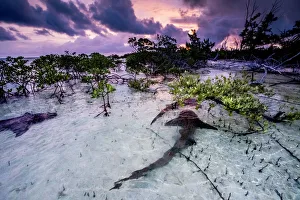 Nurse sharks (Ginglymostoma cirratum) three in a courtship dance at sunrise in a Nurse sharks (Ginglymostoma cirratum) three in a courtship dance at sunrise in a