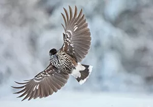 Nutcracker (Nucifraga caryocatactes) in flight with wings spread, Sipoo, Finland. January