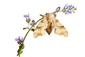 Oak hawkmoth (Marumba quercus) on flowering plant, Digne les Bains, France, May 2009 Oak hawkmoth (Marumba quercus) on flowering plant, Digne les Bains, France, May 2009