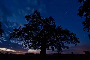 Images Dated 11th July 2009: Oak tree, the oldest tree in Hortobagy National Park, Hungary, July 2009
