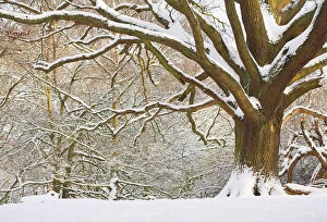 Images Dated 21st January 2013: Oak tree (Quercus robur) in snow, Hampstead Heath, London, UK, January 2013