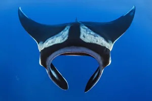 Oceanic manta (Mobula birostris). Cousins Rock, San Salvador Island, Santiago Island Oceanic manta (Mobula birostris). Cousins Rock, San Salvador Island, Santiago Island