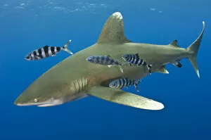 Images Dated 21st May 2009: Oceanic whitetip shark (Carcharhinus longimanus) with Pilot fish (Naucrates ductor)