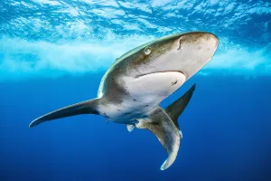 Oceanic whitetip shark (Carcharhinus longimanus) swimming close to surface Oceanic whitetip shark (Carcharhinus longimanus) swimming close to surface
