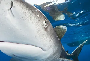 Oceanic whitetip shark (Carcharhinus longimanus) bumps into the front of the camera off Oceanic whitetip shark (Carcharhinus longimanus) bumps into the front of the camera off