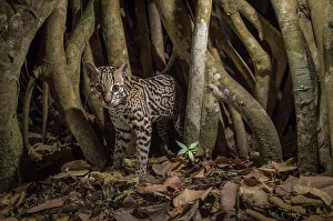 Ocelot (Leopardus pardalis) camera trap image, Nicoya Peninsula, Costa Rica Ocelot (Leopardus pardalis) camera trap image, Nicoya Peninsula, Costa Rica