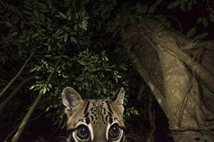 Images Dated 9th February 2016: Ocelot (Leopardus pardalis) portrait. camera trap image, Nicoya Peninsula, Costa Rica